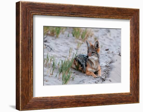 Portrait of a black-backed jackal, Canis mesomelas, resting. Nxai Pan National Park, Botswana.-Sergio Pitamitz-Framed Photographic Print