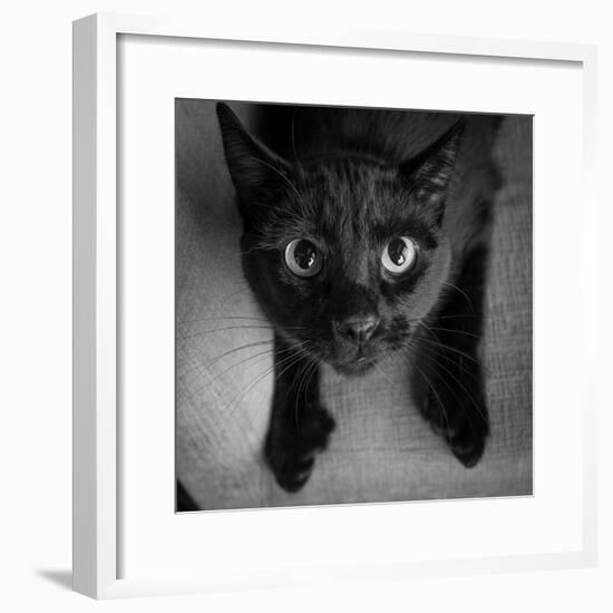 Portrait of a Black Cat on a Chair-null-Framed Photographic Print