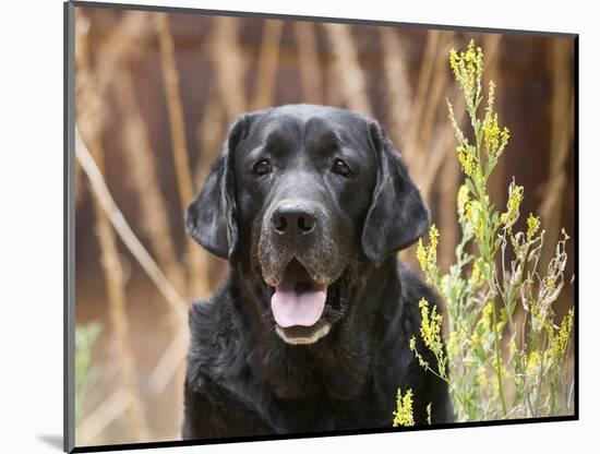 Portrait of a Black Labrador Retriever Sitting by Some Yellow Flowers-Zandria Muench Beraldo-Mounted Photographic Print