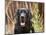 Portrait of a Black Labrador Retriever Sitting by Some Yellow Flowers-Zandria Muench Beraldo-Mounted Photographic Print