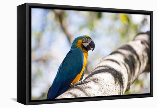 Portrait of a Blue and Yellow Macaw Sitting on a Tree Branch in Bonito, Brazil-Alex Saberi-Framed Premier Image Canvas