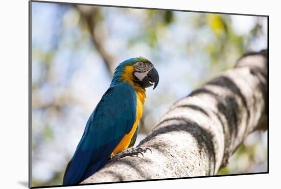 Portrait of a Blue and Yellow Macaw Sitting on a Tree Branch in Bonito, Brazil-Alex Saberi-Mounted Photographic Print