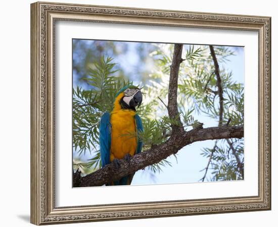 Portrait of a Blue and Yellow Macaw Sitting on a Tree Branch in Bonito, Brazil-Alex Saberi-Framed Photographic Print