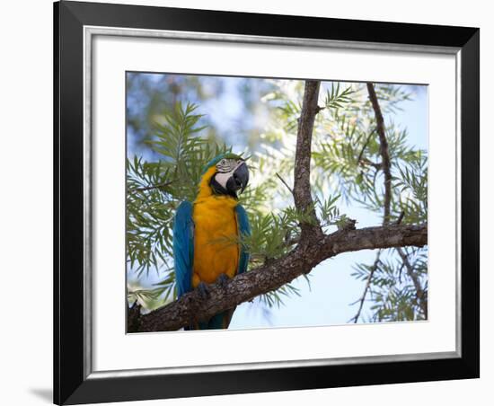 Portrait of a Blue and Yellow Macaw Sitting on a Tree Branch in Bonito, Brazil-Alex Saberi-Framed Photographic Print