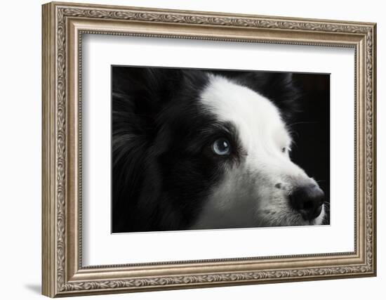 Portrait of a Border Collie dog-Panoramic Images-Framed Photographic Print