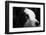 Portrait of a Border Collie dog-Panoramic Images-Framed Photographic Print