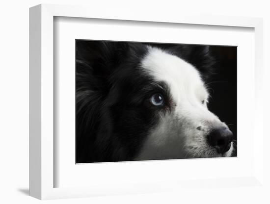 Portrait of a Border Collie dog-Panoramic Images-Framed Photographic Print