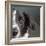 Portrait of a Border Collie Mix Dog-Panoramic Images-Framed Photographic Print