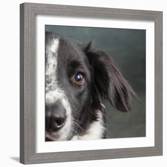 Portrait of a Border Collie Mix Dog-Panoramic Images-Framed Photographic Print