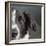 Portrait of a Border Collie Mix Dog-Panoramic Images-Framed Photographic Print