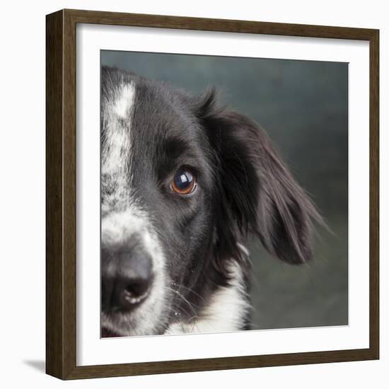 Portrait of a Border Collie Mix Dog-Panoramic Images-Framed Photographic Print