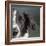 Portrait of a Border Collie Mix Dog-Panoramic Images-Framed Photographic Print