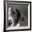 Portrait of a Border Collie Mix Dog-Panoramic Images-Framed Photographic Print