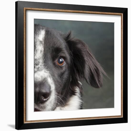 Portrait of a Border Collie Mix Dog-Panoramic Images-Framed Photographic Print