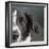 Portrait of a Border Collie Mix Dog-Panoramic Images-Framed Photographic Print