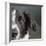 Portrait of a Border Collie Mix Dog-Panoramic Images-Framed Photographic Print