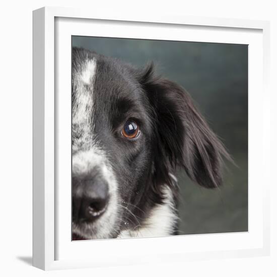 Portrait of a Border Collie Mix Dog-Panoramic Images-Framed Photographic Print
