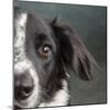 Portrait of a Border Collie Mix Dog-Panoramic Images-Mounted Photographic Print