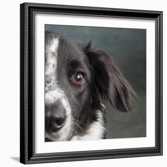 Portrait of a Border Collie Mix Dog-Panoramic Images-Framed Photographic Print