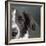 Portrait of a Border Collie Mix Dog-Panoramic Images-Framed Photographic Print