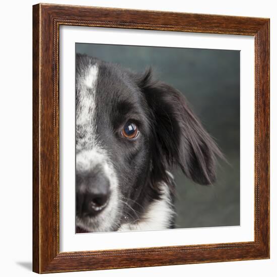 Portrait of a Border Collie Mix Dog-Panoramic Images-Framed Premium Photographic Print