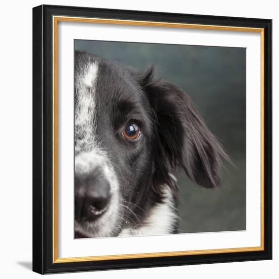 Portrait of a Border Collie Mix Dog-Panoramic Images-Framed Premium Photographic Print