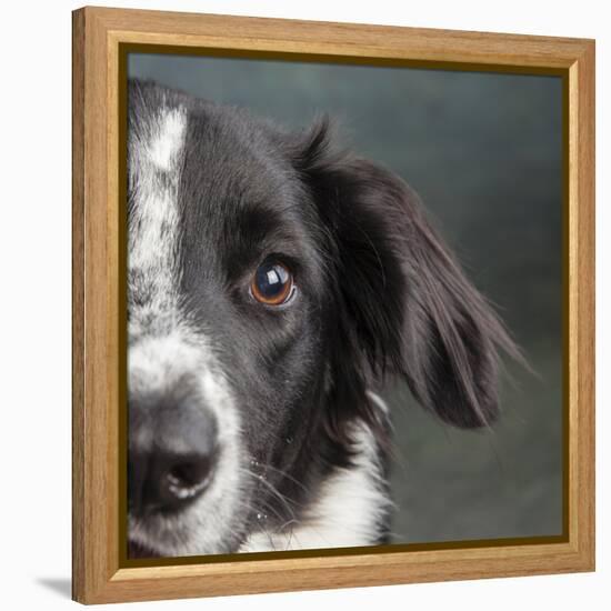 Portrait of a Border Collie Mix Dog-Panoramic Images-Framed Premier Image Canvas