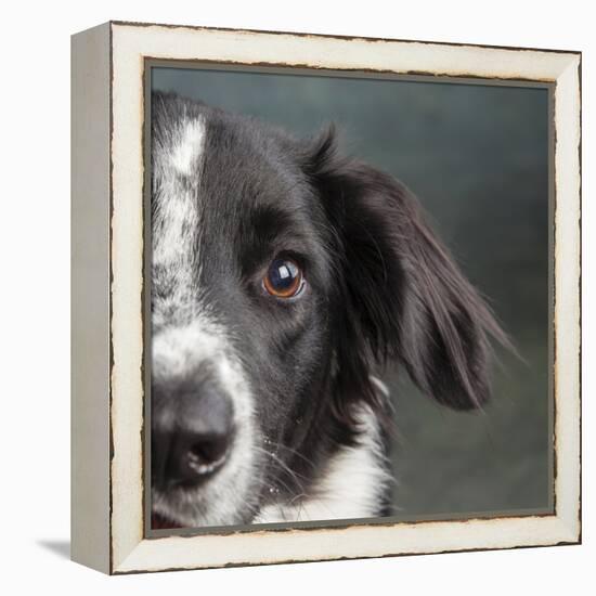 Portrait of a Border Collie Mix Dog-Panoramic Images-Framed Premier Image Canvas