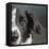 Portrait of a Border Collie Mix Dog-Panoramic Images-Framed Premier Image Canvas