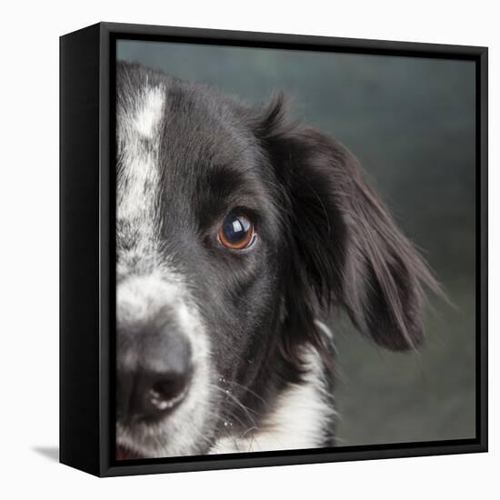 Portrait of a Border Collie Mix Dog-Panoramic Images-Framed Premier Image Canvas