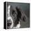 Portrait of a Border Collie Mix Dog-Panoramic Images-Framed Premier Image Canvas