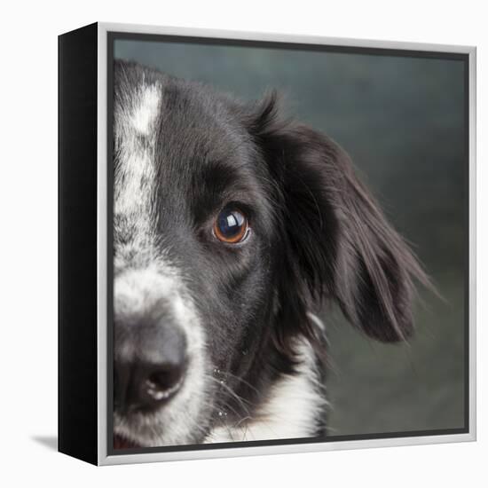 Portrait of a Border Collie Mix Dog-Panoramic Images-Framed Premier Image Canvas