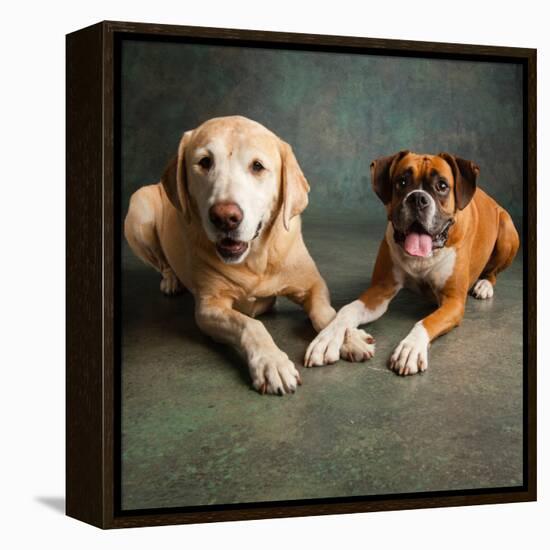 Portrait of a Boxer Dog and Golden Labrador Dog-null-Framed Premier Image Canvas