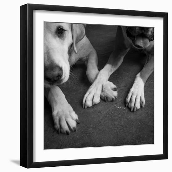 Portrait of a Boxer Dog and Golden Labrador Dog-null-Framed Photographic Print