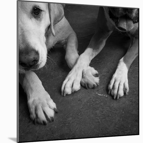 Portrait of a Boxer Dog and Golden Labrador Dog-null-Mounted Photographic Print