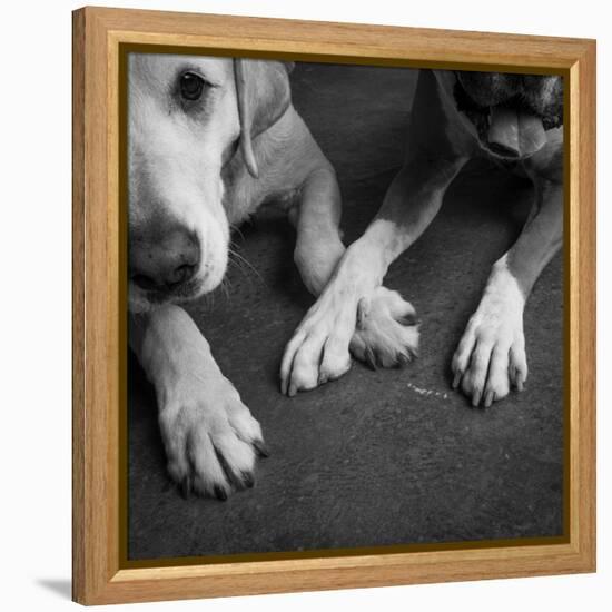 Portrait of a Boxer Dog and Golden Labrador Dog-null-Framed Premier Image Canvas