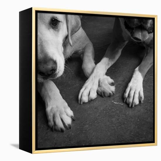 Portrait of a Boxer Dog and Golden Labrador Dog-null-Framed Premier Image Canvas