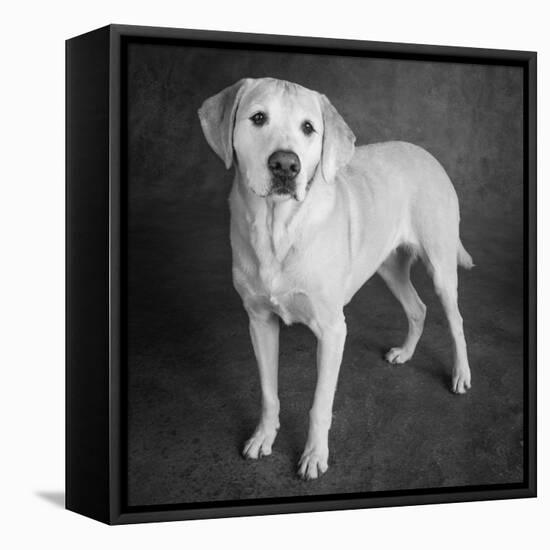 Portrait of a Boxer Dog and Golden Labrador Dog-null-Framed Premier Image Canvas