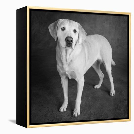 Portrait of a Boxer Dog and Golden Labrador Dog-null-Framed Premier Image Canvas