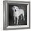 Portrait of a Boxer Dog and Golden Labrador Dog-null-Framed Photographic Print