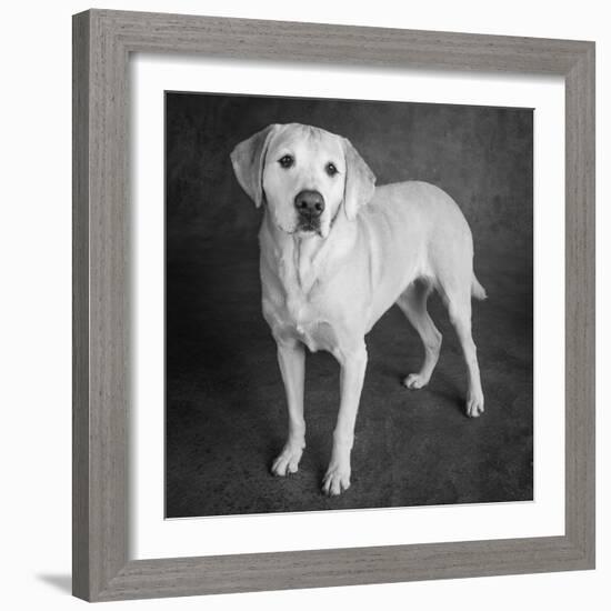 Portrait of a Boxer Dog and Golden Labrador Dog-null-Framed Photographic Print