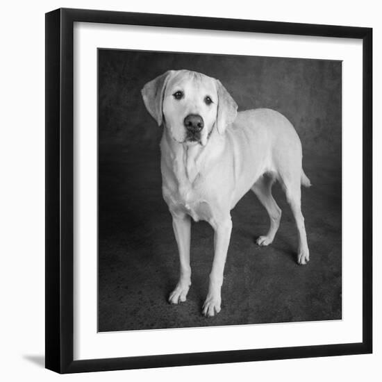 Portrait of a Boxer Dog and Golden Labrador Dog-null-Framed Photographic Print