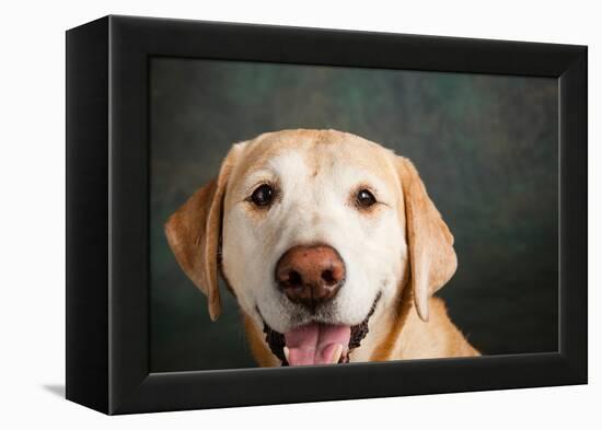 Portrait of a Boxer Dog and Golden Labrador Dog-null-Framed Premier Image Canvas