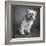 Portrait of a Brussels Griffon dog-Panoramic Images-Framed Photographic Print