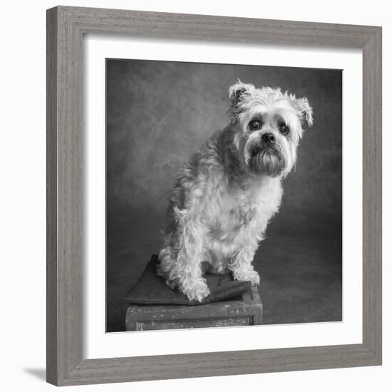 Portrait of a Brussels Griffon dog-Panoramic Images-Framed Photographic Print