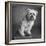 Portrait of a Brussels Griffon dog-Panoramic Images-Framed Photographic Print