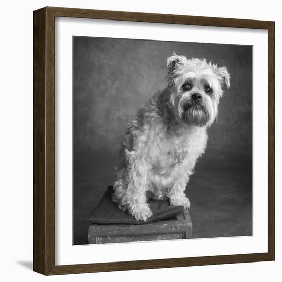 Portrait of a Brussels Griffon dog-Panoramic Images-Framed Photographic Print