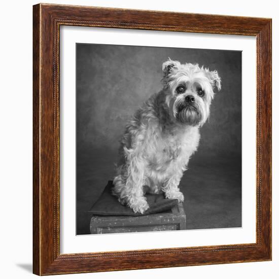 Portrait of a Brussels Griffon dog-Panoramic Images-Framed Photographic Print