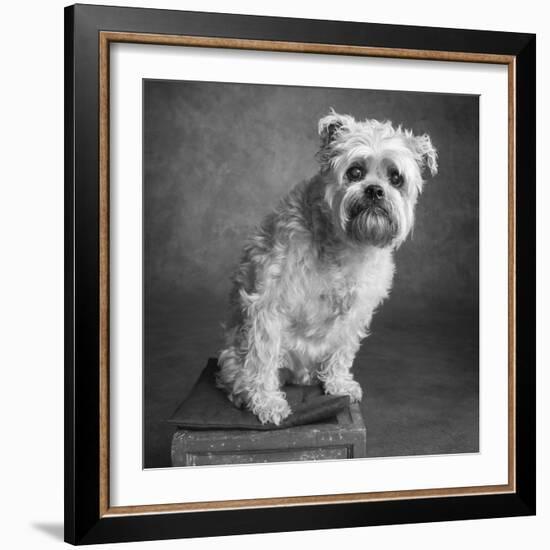 Portrait of a Brussels Griffon dog-Panoramic Images-Framed Photographic Print