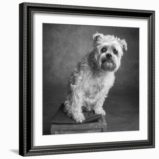 Portrait of a Brussels Griffon dog-Panoramic Images-Framed Photographic Print